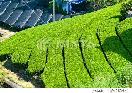 日本の茶畑の風景 日本の茶畑の風景 126485484