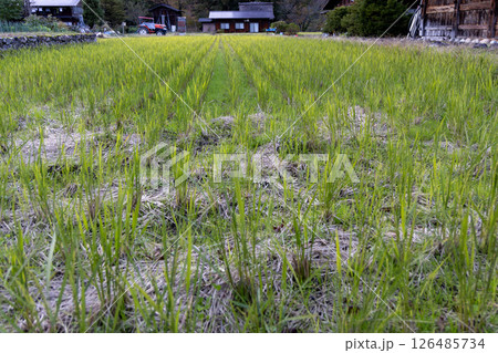 Autumn rice field with short green sprouts in Japan 126485734