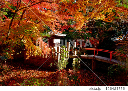 紅葉に包まれた宝積寺の弁天堂 126485756
