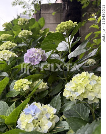 梅雨に咲く紫陽花 梅雨に咲く紫陽花 126486515