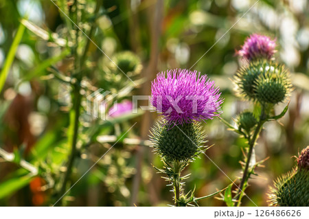 Blooming burdock, Onopordum acanthium. Pink burdock, PRICKLY TARTAR flowers on a green background of nature. Plant background, close-up. 126486626