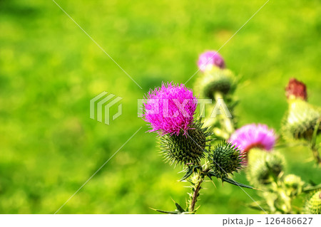 Blooming burdock, Onopordum acanthium. Pink burdock, PRICKLY TARTAR flowers on a green background of nature. Plant background, close-up. 126486627