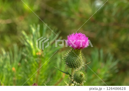 Blooming burdock, Onopordum acanthium. Pink burdock, PRICKLY TARTAR flowers on a green background of nature. Plant background, close-up. 126486628