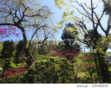 緑のある風景 緑のある風景 126486850