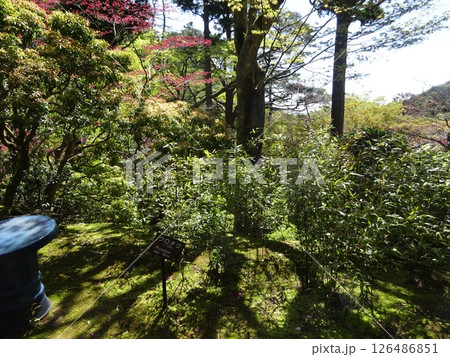 緑に囲まれた東屋 緑に囲まれた東屋 126486851