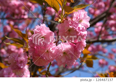 八重桜 寒山 八重桜 寒山 126487137