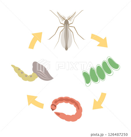 ユスリカの一生 ユスリカの一生 126487250