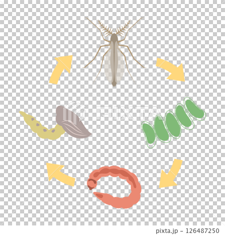 搖蚊的生活 搖蚊的生活 126487250