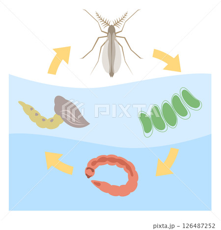ユスリカのライフサイクル ユスリカのライフサイクル 126487252