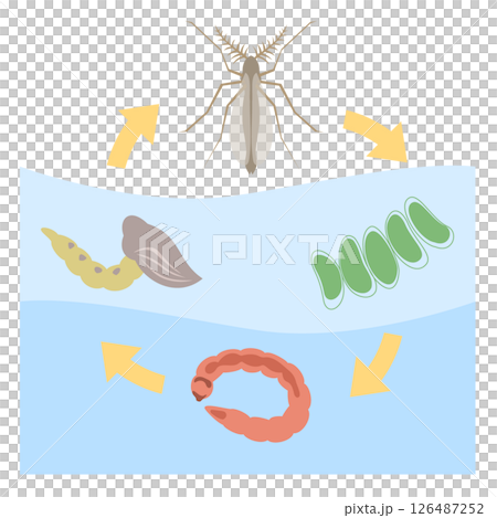 搖蚊生命週期 搖蚊生命週期 126487252