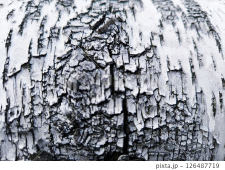 close-up background birch bark black and white. Pattern of the Silver Birch bark. 126487719
