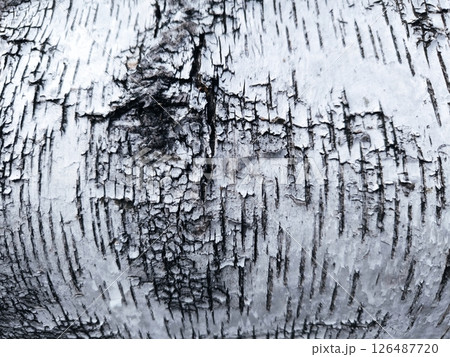 close-up background birch bark black and white. Pattern of the Silver Birch bark. close-up background birch bark black and white. Pattern of the Silver Birch bark. 126487720