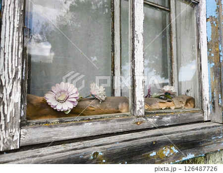 Aged window shutters where aged artificial flowers lie behind the glass. Artificial flowers in an old wooden frame. pattern with artificial flowers in an old neglected window Aged window shutters where aged artificial flowers lie behind the glass. Artificial flowers in an old wooden frame. pattern with artificial flowers in an old neglected window 126487726