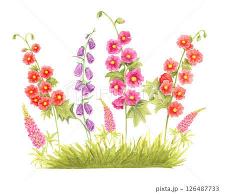 Pink lupins, red hollyhocks, and purple foxgloves in watercolor clipart. Botanical wildflower illustration for seasonal invitations, floral poster design, seed packaging, or garden-themed stationery Pink lupins, red hollyhocks, and purple foxgloves in watercolor clipart. Botanical wildflower illustration for seasonal invitations, floral poster design, seed packaging, or garden-themed stationery 126487733