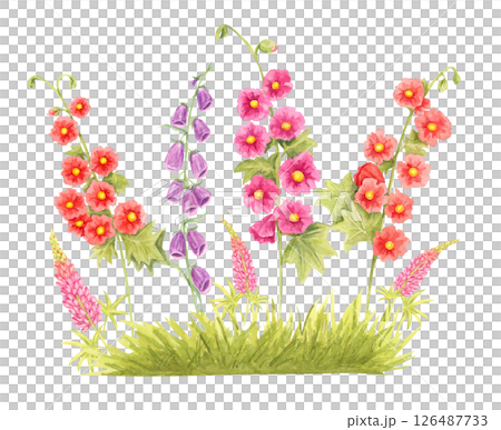 Pink lupins, red hollyhocks, and purple foxgloves in watercolor clipart. Botanical wildflower illustration for seasonal invitations, floral poster design, seed packaging, or garden-themed stationery Pink lupins, red hollyhocks, and purple foxgloves in watercolor clipart. Botanical wildflower illustration for seasonal invitations, floral poster design, seed packaging, or garden-themed stationery 126487733