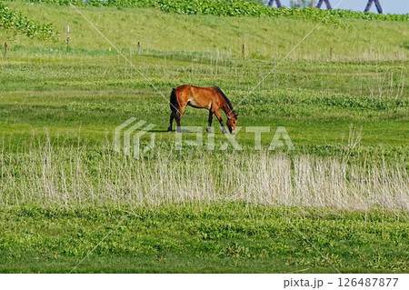 草原の草を食べる馬 126487877