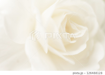 バラ・花びら 背景素材 バラ・花びら 背景素材 126488128