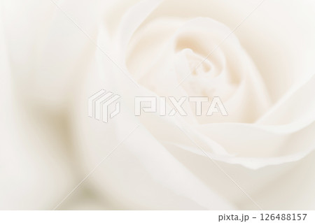 バラ・花びら 背景素材 126488157