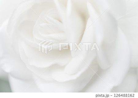 バラ・花びら 背景素材 バラ・花びら 背景素材 126488162