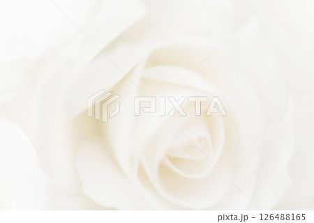 バラ・花びら 背景素材 126488165