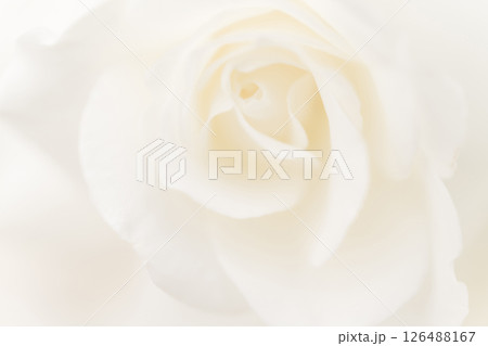 バラ・花びら 背景素材 バラ・花びら 背景素材 126488167