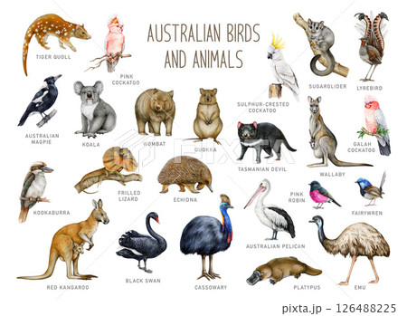 Australia animal and bird with names watercolor illustration set. Hand drawn kangaroo, koala, kookaburra, echidna, platypus, cassowary, wombat isolated. Australia native wildlife painted collection Australia animal and bird with names watercolor illustration set. Hand drawn kangaroo, koala, kookaburra, echidna, platypus, cassowary, wombat isolated. Australia native wildlife painted collection 126488225