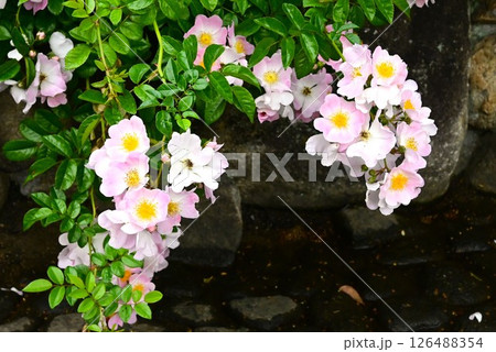 咲き揃うツルバラ 咲き揃うツルバラ 126488354