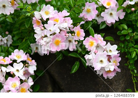 咲き揃うツルバラ 126488359