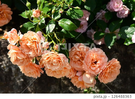 咲き揃うツルバラ 126488363