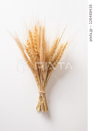Close up of golden wheat stalks on white background. The image highlights natural texture and vibrant color of grains, ideal for agricultural themes and nature concepts. 126488416