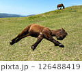 草原で昼寝する子馬 126488419