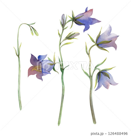 Mini-set with watercolor bells on a white background. The blue wildflowers are hand-drawn. Isolated. Botanical illustration for the design. For postcards, invitations, and wedding decorations. 126488496