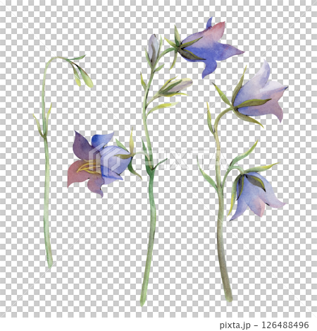 Mini-set with watercolor bells on a white background. The blue wildflowers are hand-drawn. Isolated. Botanical illustration for the design. For postcards, invitations, and wedding decorations. 126488496