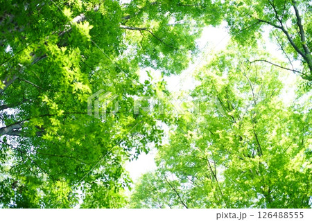 緑に囲まれたイメージ 126488555