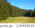 Forest Meadow with Pine Trees and Blue Sky 126488626
