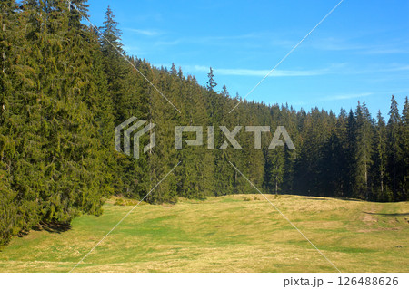 Forest Meadow with Pine Trees and Blue Sky 126488626