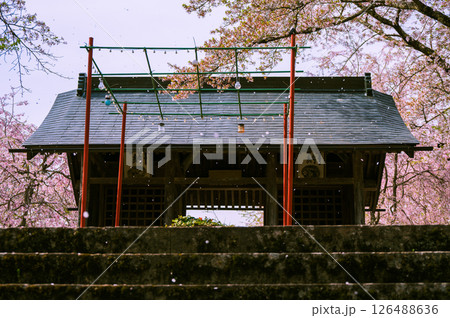 【長勝寺】桜吹雪と仁王門【長野市信更町】 126488636