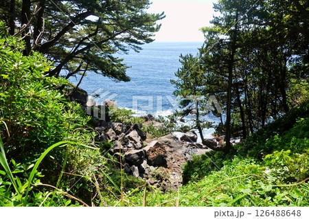 城ケ崎海岸の自然研究道の絶景 城ケ崎海岸の自然研究道の絶景 126488648