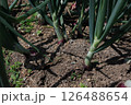 サラダ玉ねぎ 126488654