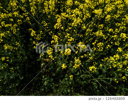 Flowering canola background 126488809