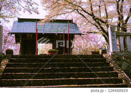 【長勝寺】桜吹雪と仁王門【長野市信更町】 126488929
