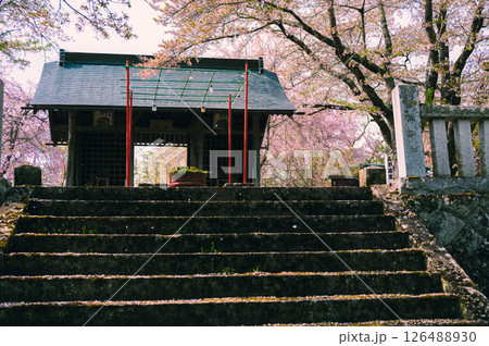 【長勝寺】桜吹雪と仁王門【長野市信更町】 【長勝寺】桜吹雪と仁王門【長野市信更町】 126488930