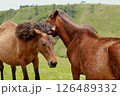 都井岬の御崎馬 126489332
