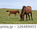 都井岬で暮らす野生の馬の親子 126489455