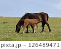 都井岬で暮らす野生の馬の親子 126489471