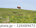 都井岬で暮らす野生の馬の親子 126489472