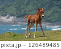 都井岬で暮らす御崎馬の仔馬 126489485