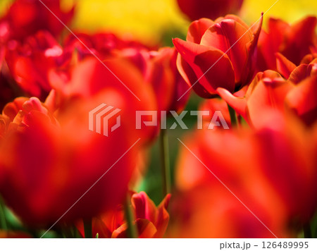 4月に咲いたオレンジ色の美しいチューリップ「ベンバンオレンジ」 126489995