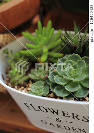 かわいい多肉植物の寄せ植え 126490482