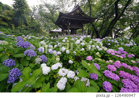雨のあじさい寺（川崎・妙楽寺） 126490947
